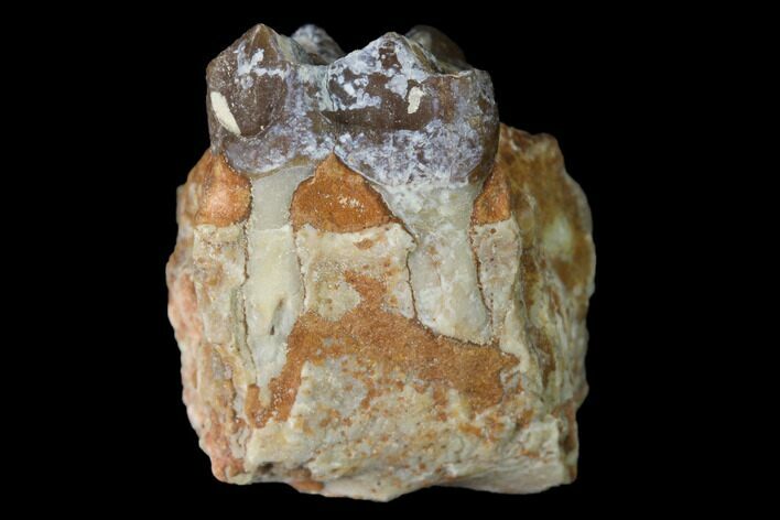 Fossil Horse (Mesohippus) Jaw Section - South Dakota #140882